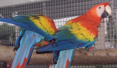 Birds of the World