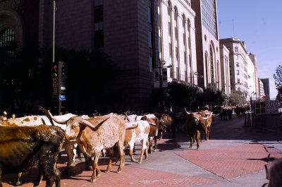 The Texas Stampede had their Annual Longhorn Cattle Drive Through Down Town Dallas, Texas Nov 8, 2006