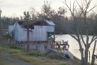 It was a boat shed before the storm now a roost for pelicans