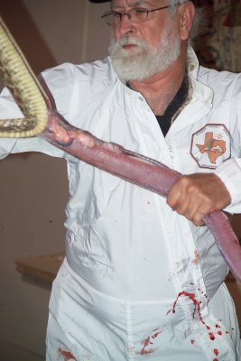 Some of the Rattlesnakes intestines and arteries are visible