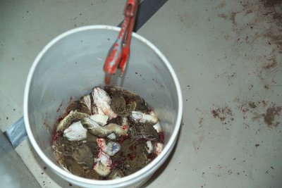 Bucket of Rattlesnake Heads-probably one of the most dangerious things you can deal with