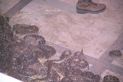 Snakes Vary in sizes from a couple feet up to 6ft plus