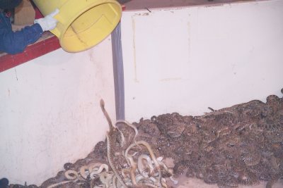 Snakes Being dumped in after being measured and weighed