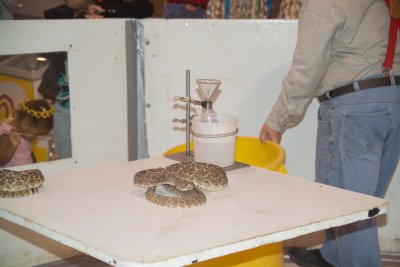 Placed a snake on the table to grab and milk