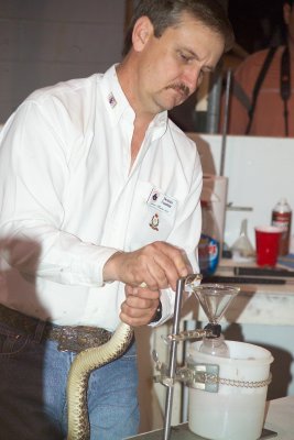 Milking Venom out of this Rattlesnake