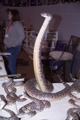 Taxidermied and Freeze dried Rattlesnakes