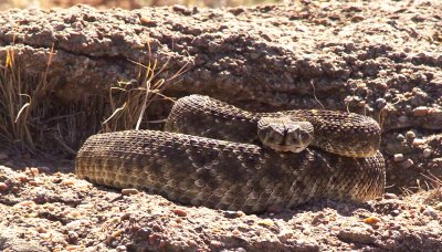 Being Stared Down by a Rattlesnake