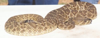 Notice the clear Diamond Back pattern on this Rattlesnake