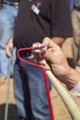 Showing the Fangs of a Rattlesnake