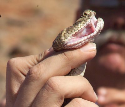 No this Rattler is not Smiling