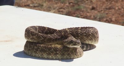 The Jaycees also found out that rattlesnake venom can be toxic even over a year later