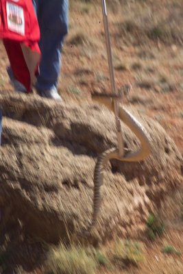 Placing this snake back onto the rocks after it tried to move away