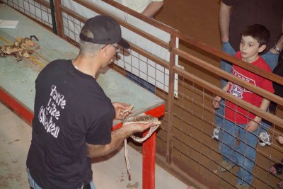 Showing a snake skin to a curious young man