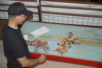 Measuring and rolling each snake skin that was to be sold to a vendor