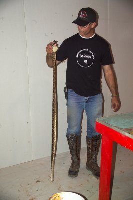 This snake was over 5 ft long before being killed