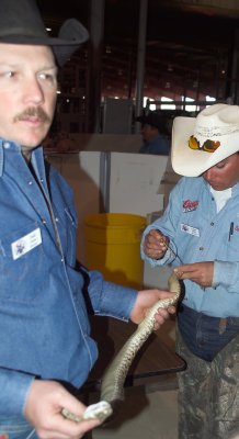 Sexing each Snake as it goes through the process