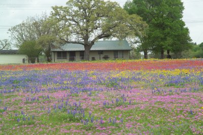 Wildflowers of many types across Texas during Spring 2007