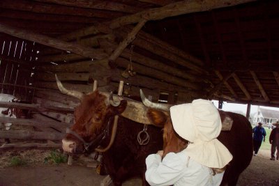 Unyolking the animals after being used to pull a plow as a demonstration