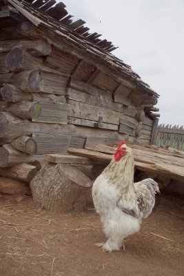 Rooster by the Henhouse