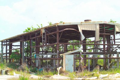 This was a fish/shrimp/Crab plant