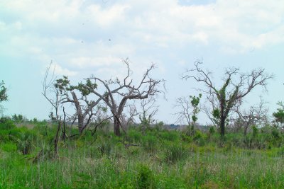 Salt Water Incursion is killing 40+ year old trees
