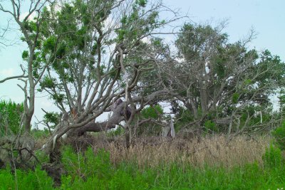 The whole area has large areas where the trees have died from Salt Water encroaching even further into the wetlands