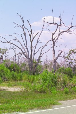Trees dying from Sea Water Incursion into the Wetlands