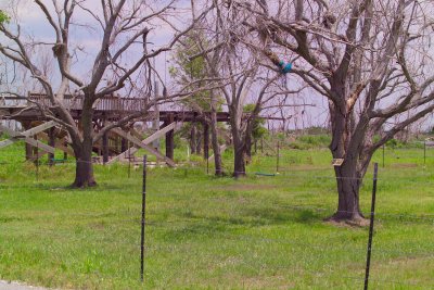 More Trees dying from Saltwater Incurssion