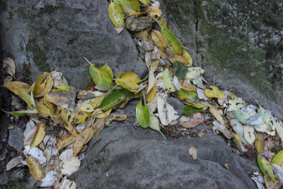 leaves on rock.jpg