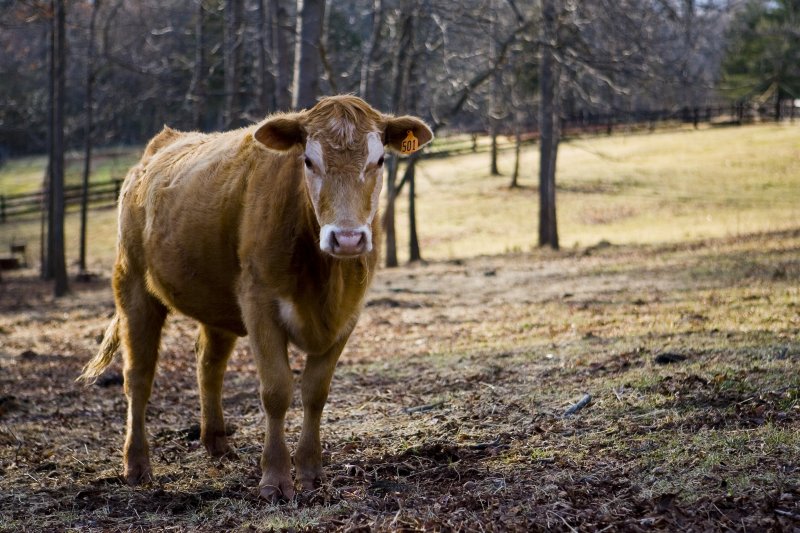 cow 1