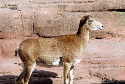 Goat Family