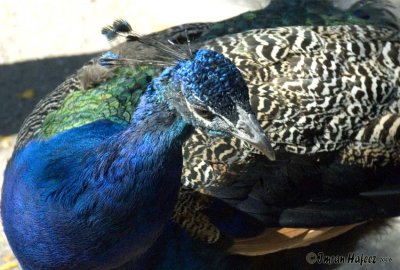 Peacock