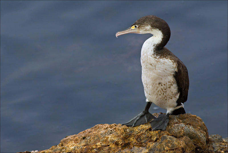 Pied Shag (Karuhiruhi)