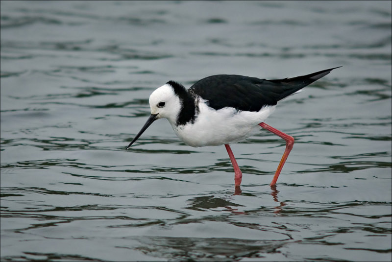 Pied Stilt (Poaka)