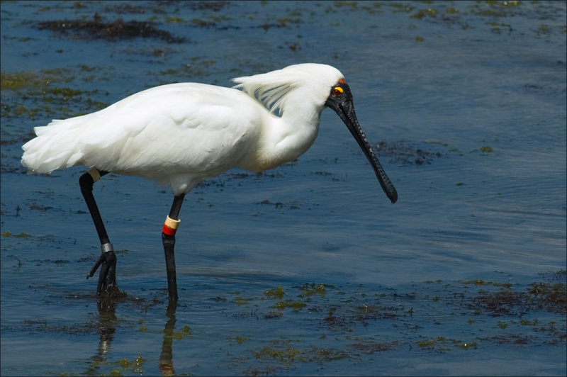 Royal Spoonbill in breeding colours