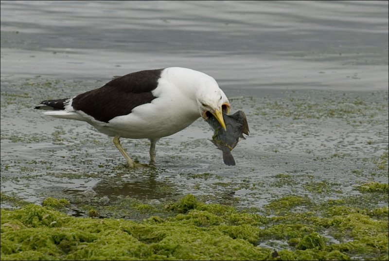 Black Backed Gull