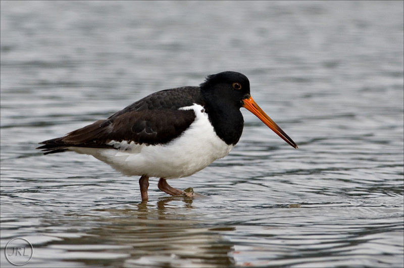 Pied Oystercatcher (Torea)