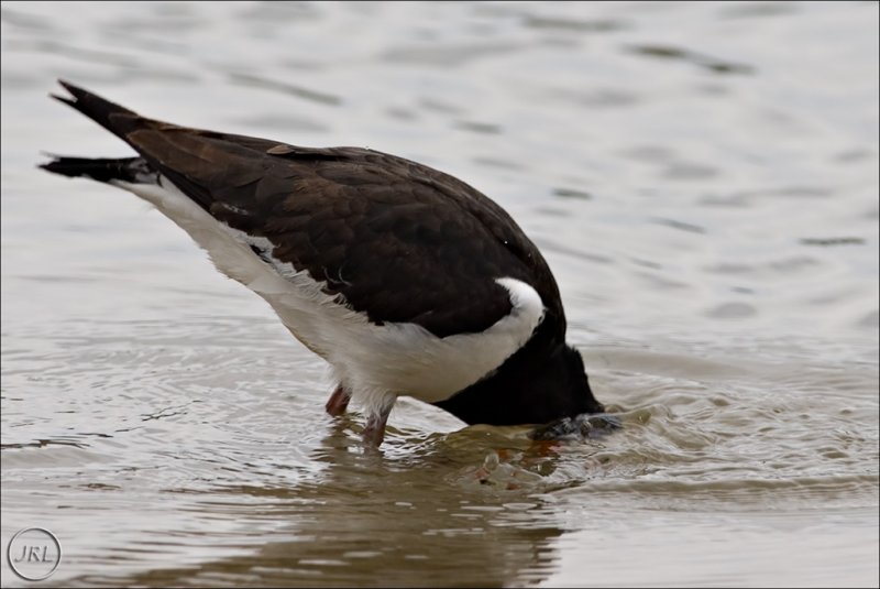 Pied Oystercatcher (Torea)