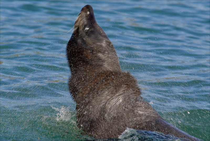 Moulting Fur Seal
