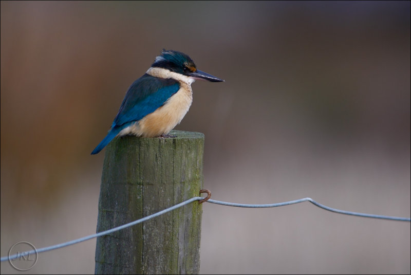 Kotare, the kingfisher