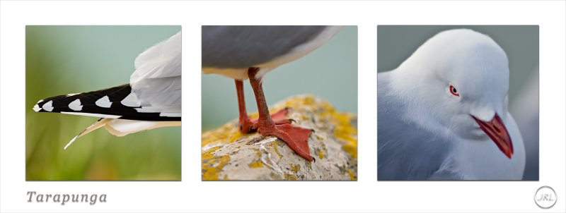 Tarapunga The Red Billed Gull