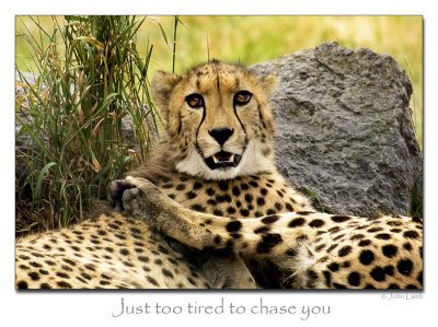 Resting Cheetahs