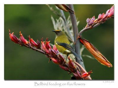 Korimako, the Bellbird