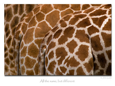 Giraffe Patterns