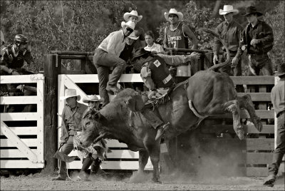 A lot of Bull