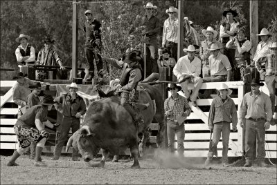 All eyes on the rider