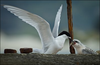 White Fronted Tern (Tara) feeding chick