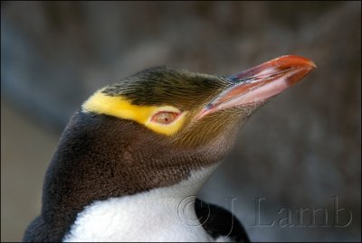 Hoiho The Yellow-eyed Penguin