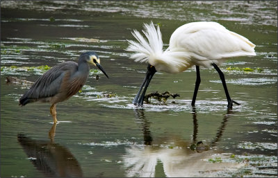 Royal Spoonbill and White-faced Heron