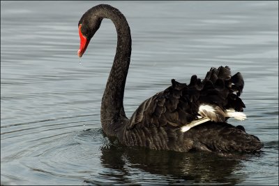 Black Swan